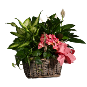 Large Plant Basket
